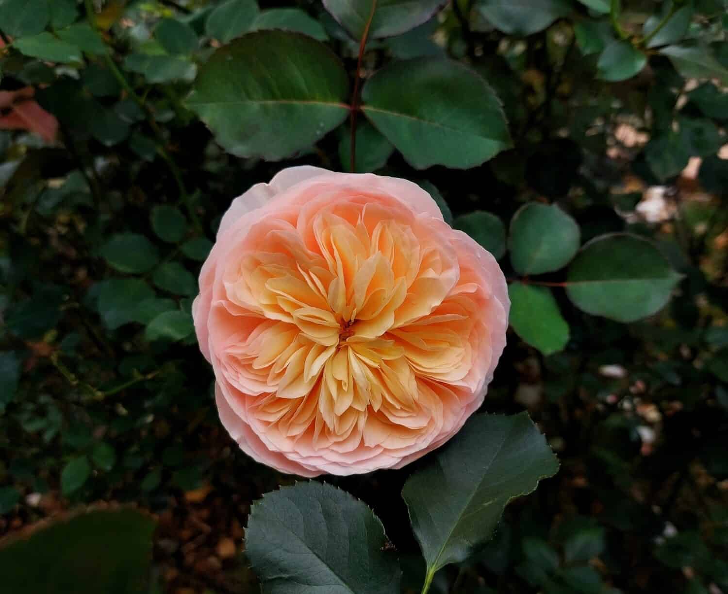 Light pink, peach and orange color rose Juliet flower in the garden. Juliet rose flower.