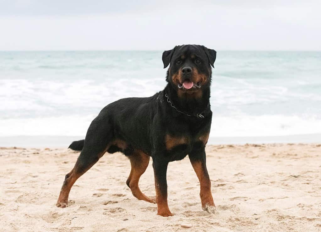 young rottweiler running on the beach in spring