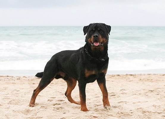 Are Rottweilers Good With Kids? 6 Important Things to Know - A-Z Animals