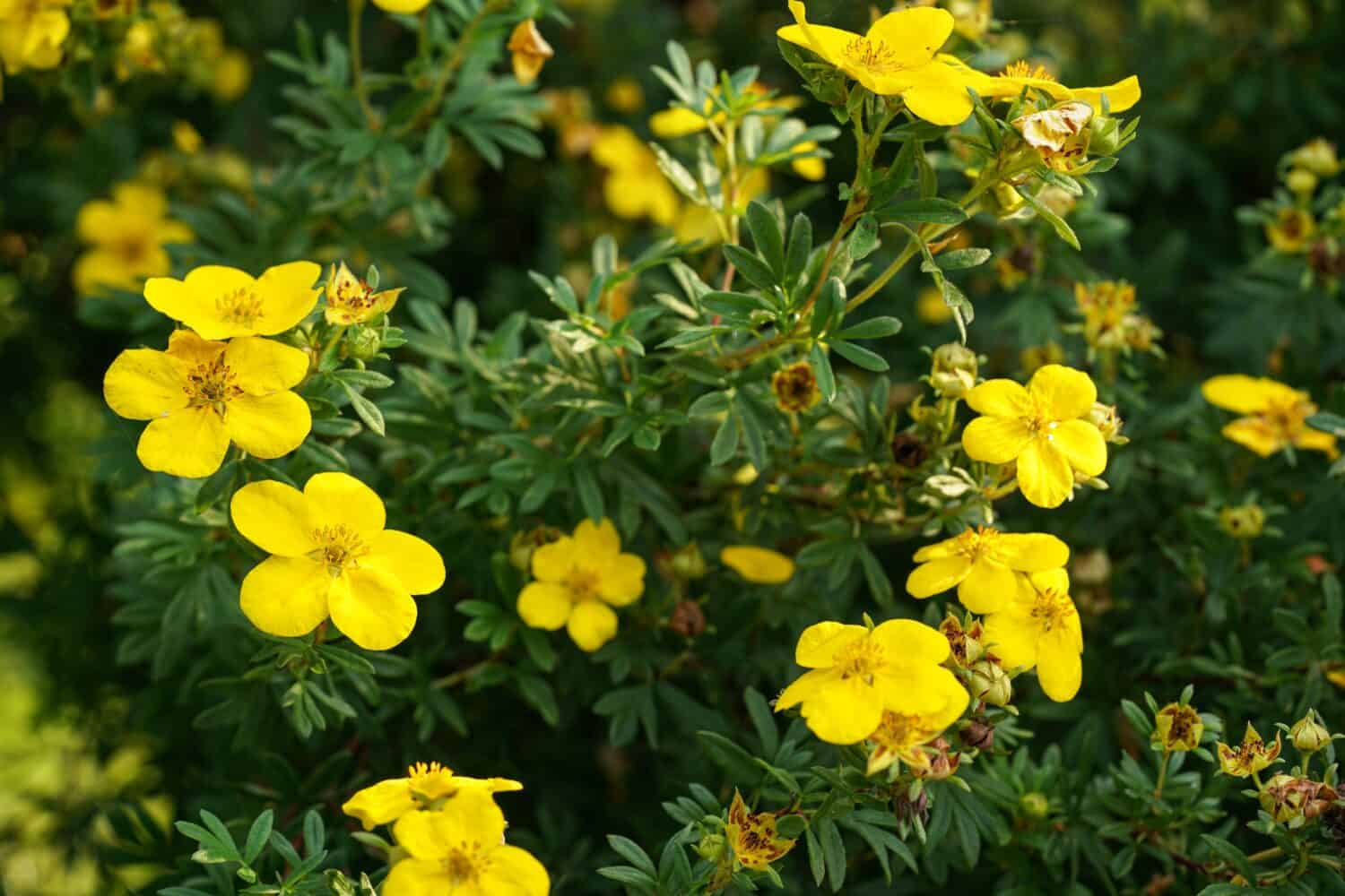 Small bright shrubby cinquefoil flowers with green leaves around growing in garden, closeup detail