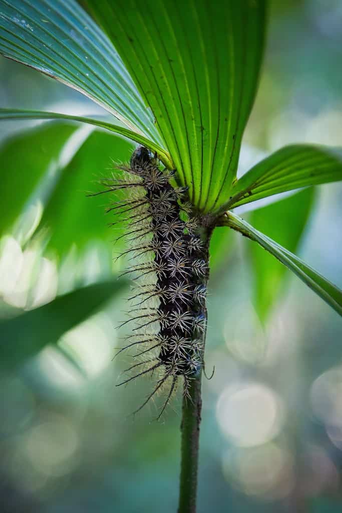 Lonomia Obliqua caterpillar climbing a plant, Costa Rica