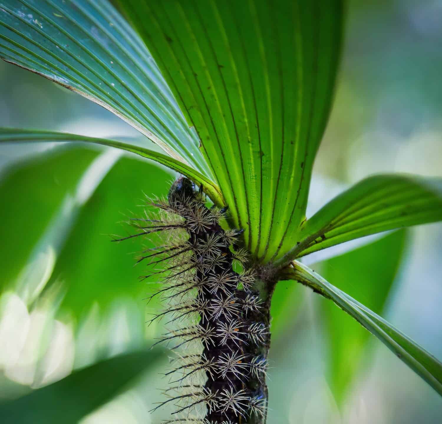 Lonomia Obliqua caterpillar climbing a plant, Costa Rica