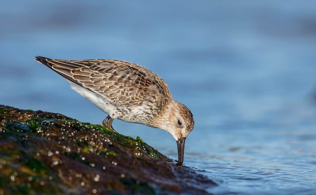 Dunlin - young bird at a seashore on the autumn migration way