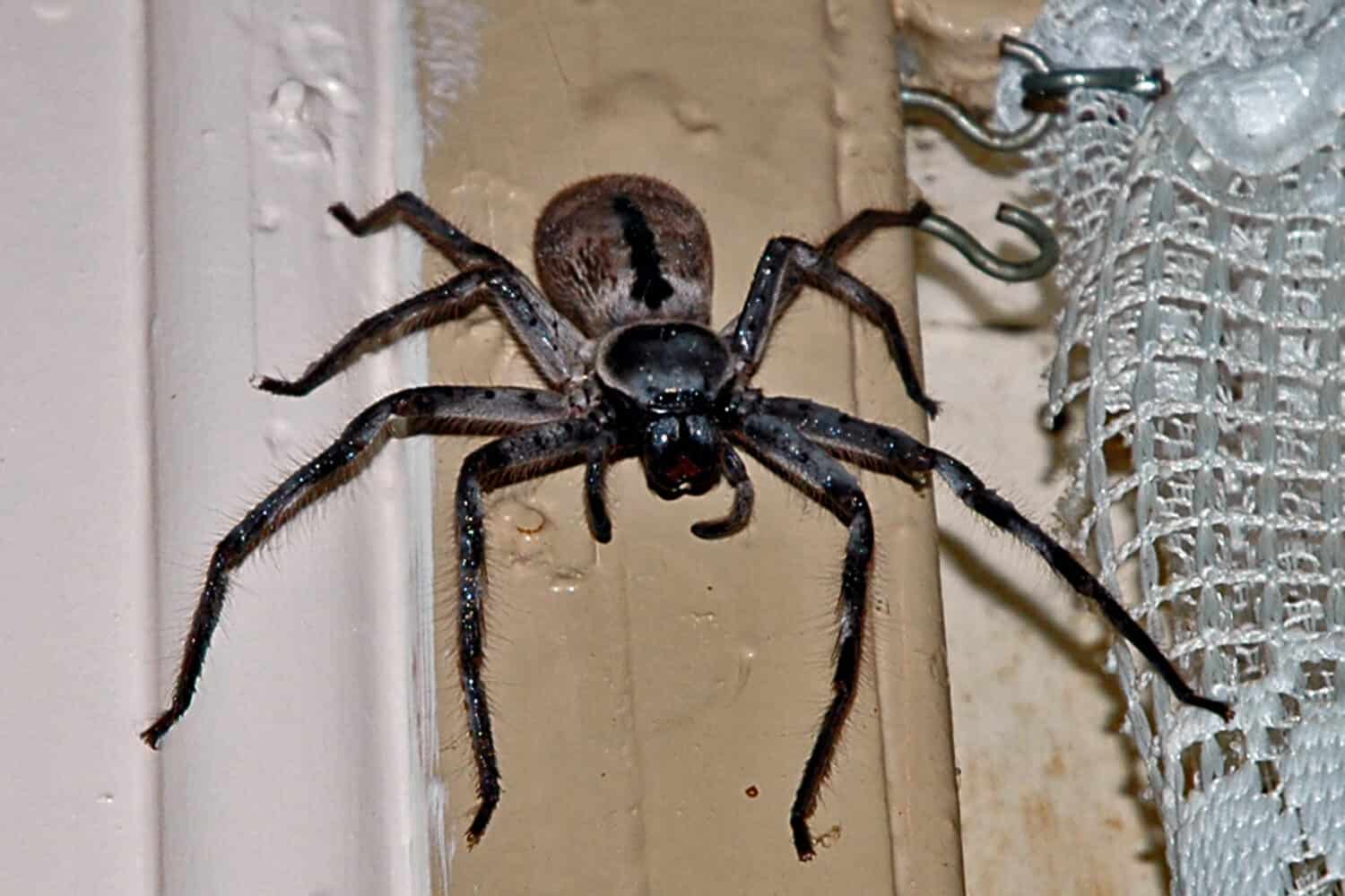 Huge huntsman / mouse spider in our kitchen