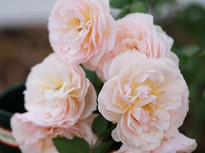 A Discover the Best Time of Year to Plant Roses… The Answer Might Surprise You