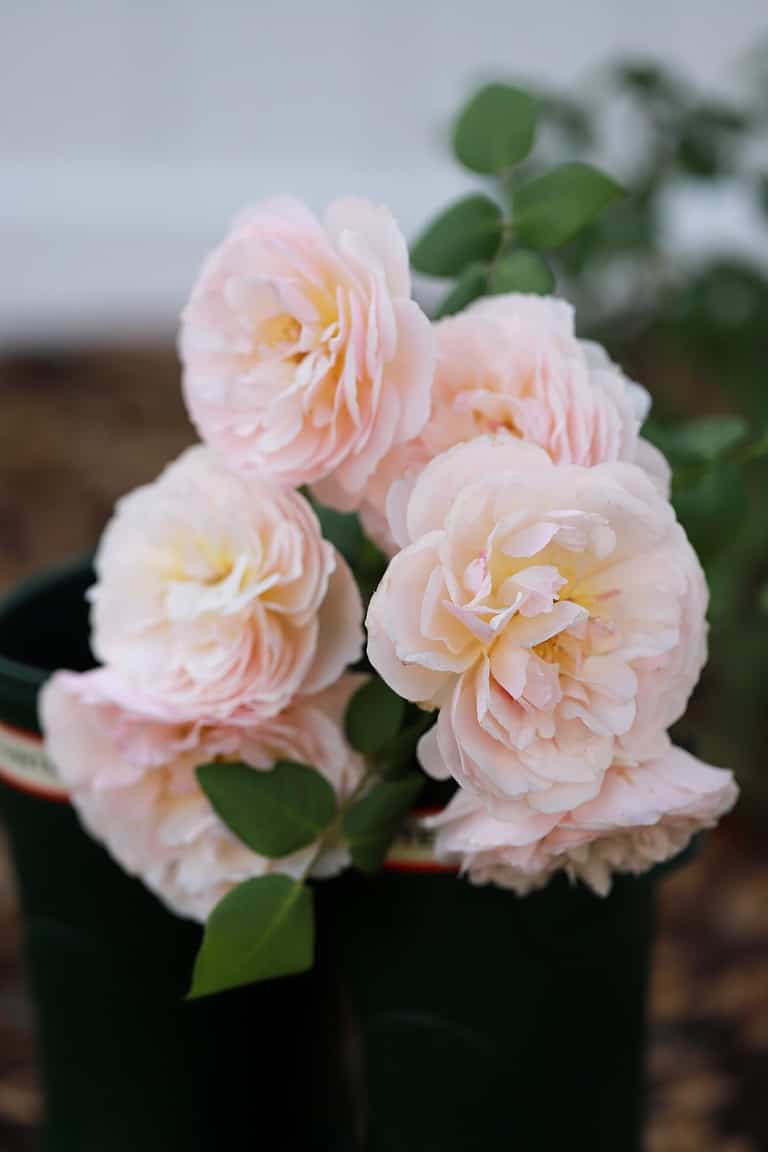 Moonlight in Paris roses in bloom