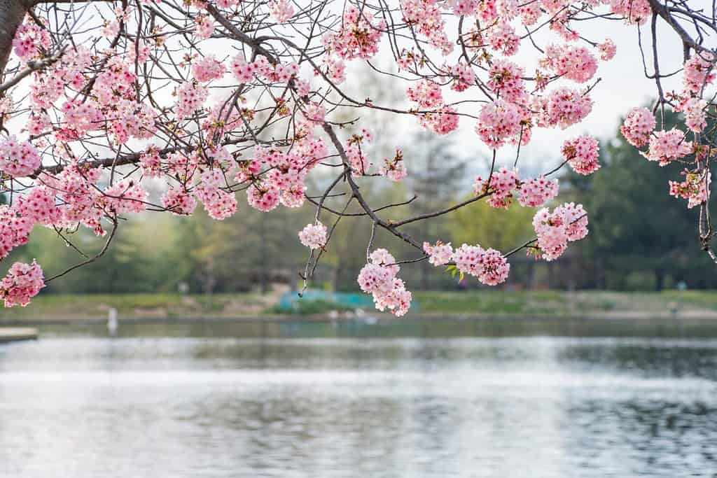 Beautiful cherry blossom at Lake Balboa, Los Angeles, California