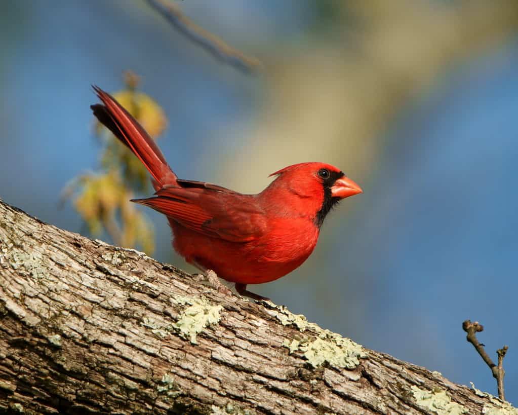 Male Northern Cardinal on a tree branch.