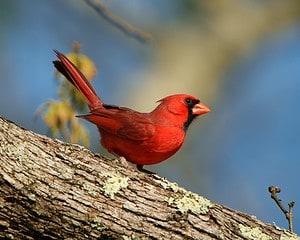 9 Things Scaring Cardinals Away From Your Yard Picture