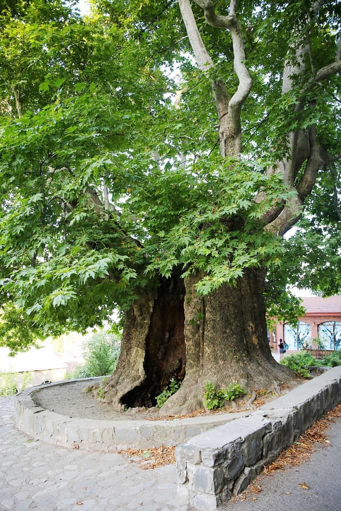 900 year old sycamore tree of love. Telavi Georgia.