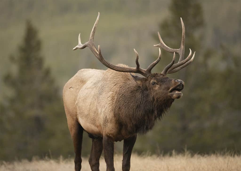 Bugling Elk in Yellowstone National Park in Wyoming