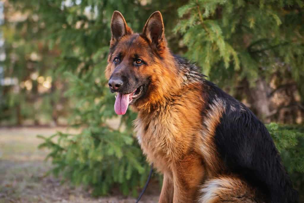 German Shepherd in the park against the background of the Christmas tree. Dog for a walk.