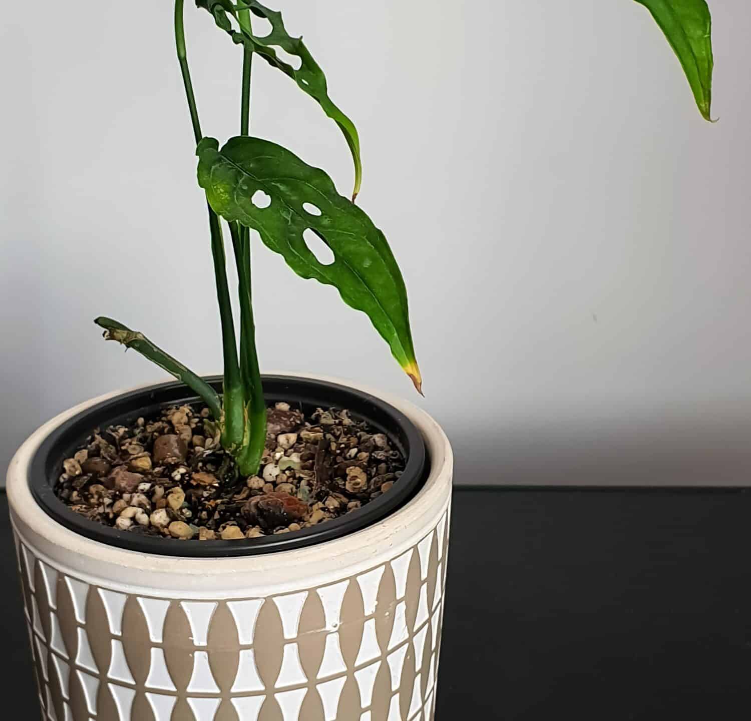 Rare houseplant - Monstera obliqua (sp. Peru - Peruvian form)