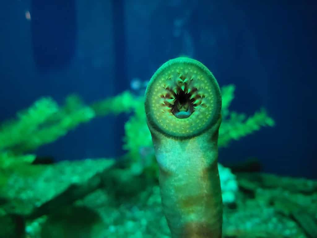 close up photo of Pacific lamprey mouth