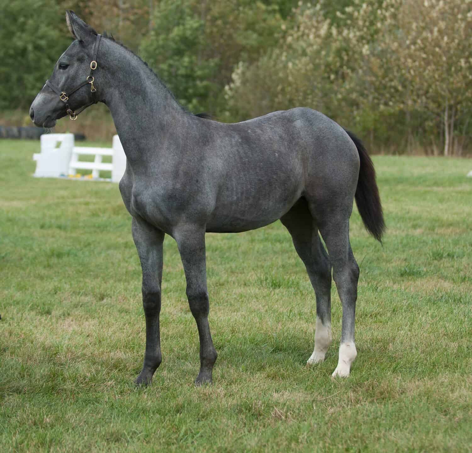 hanoverian yearling standing in conformation stance grey color two white hind socks standing in grass with leather halter as tack muscled young colt or filly purebred hanoverian horse breeding stock 