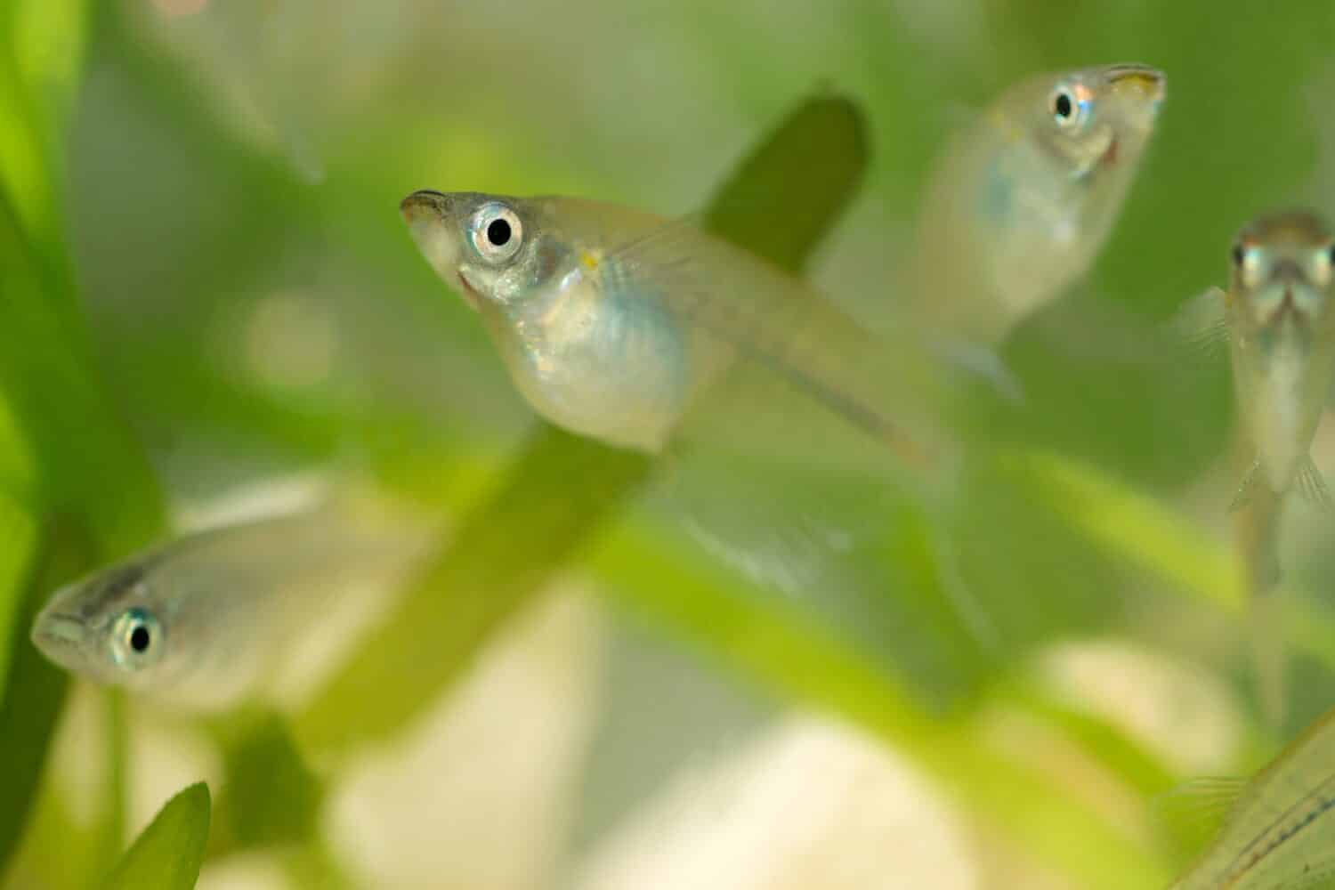 Killifish of south Asia, Indian Ricefish (Oryzias dancena), group swimming in the aquarium. Skeleton upper body and iridescent eyes, close up macro photography.