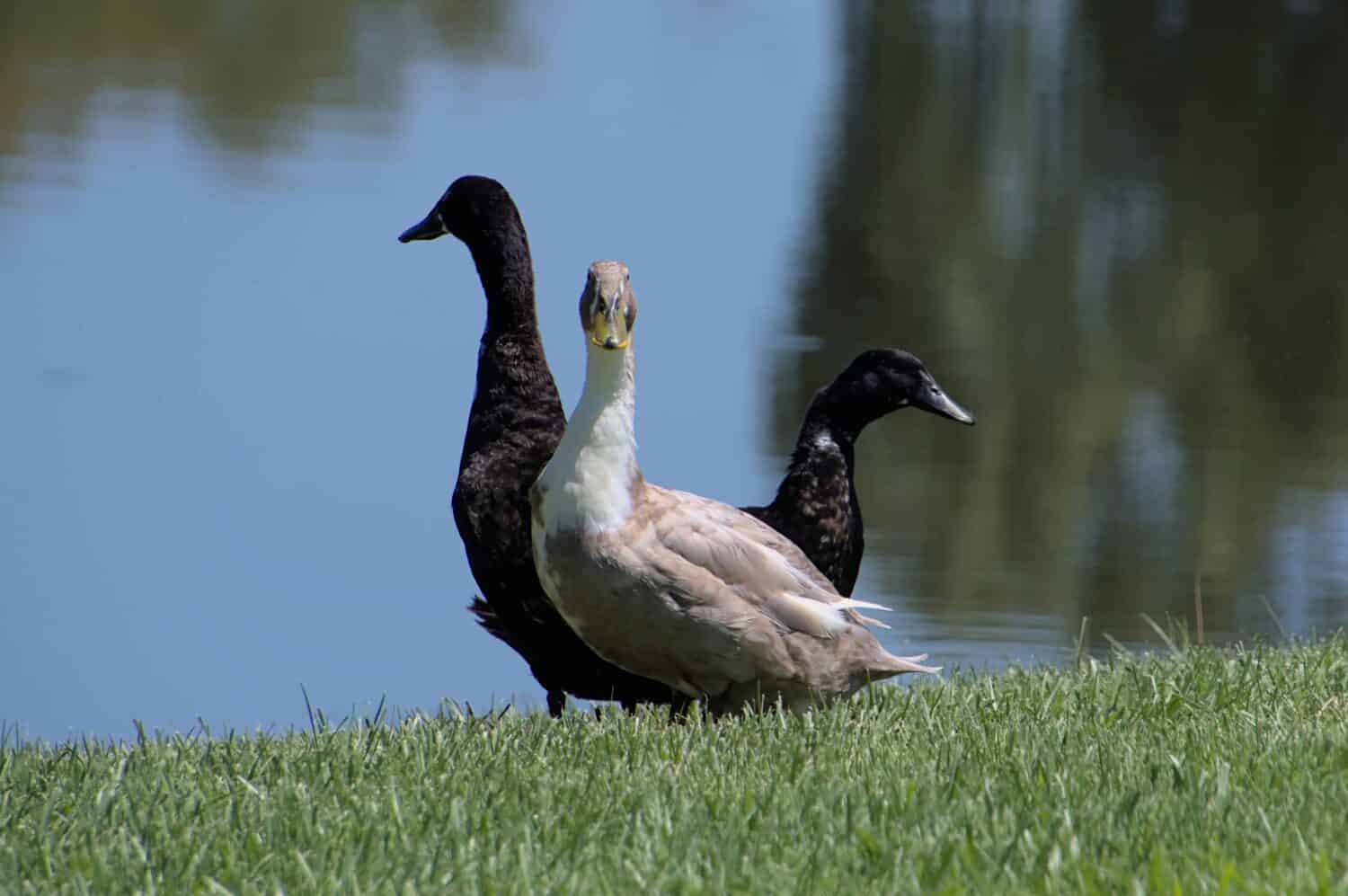 A closeup of three Swedish Blue ducks on the sunlit grass near the lake reflecting trees background