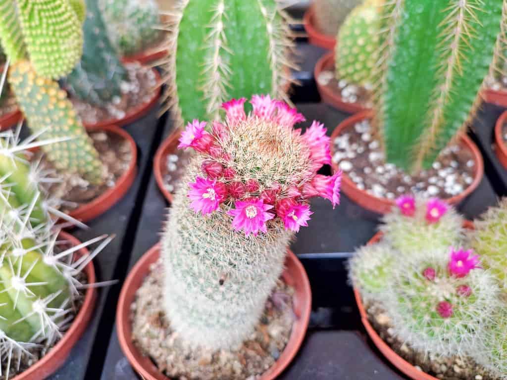 The word cactus is a Latin word derived from the Ancient Greek word kaktos. 
