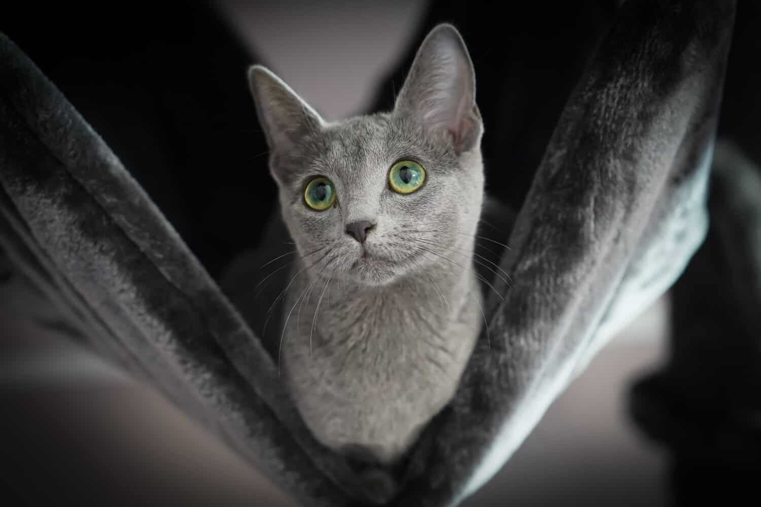 Russian blue cat Leah love