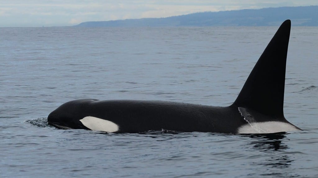 Biggs Killer Whale swims around Monterey Bay, California during sunrise.