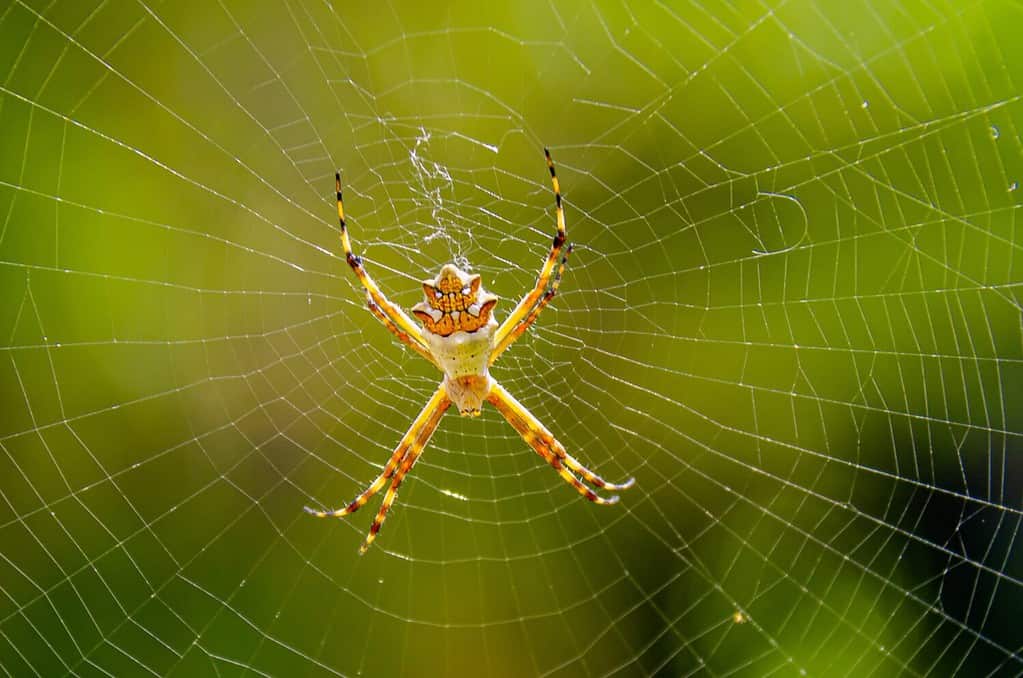 Silver or garden spider in its web.
