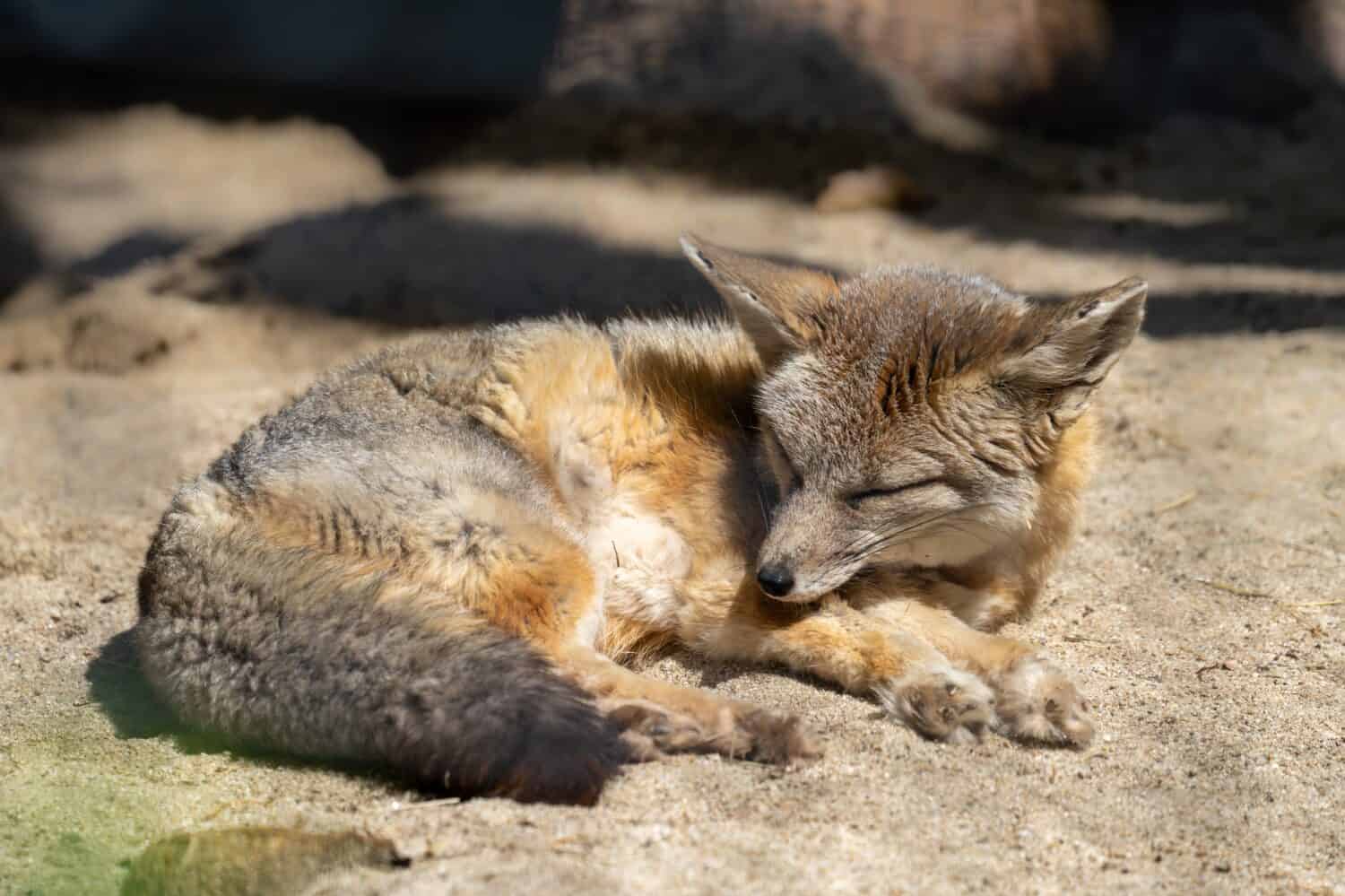 A sleeping endangered San Joaquin Kit Fox. 