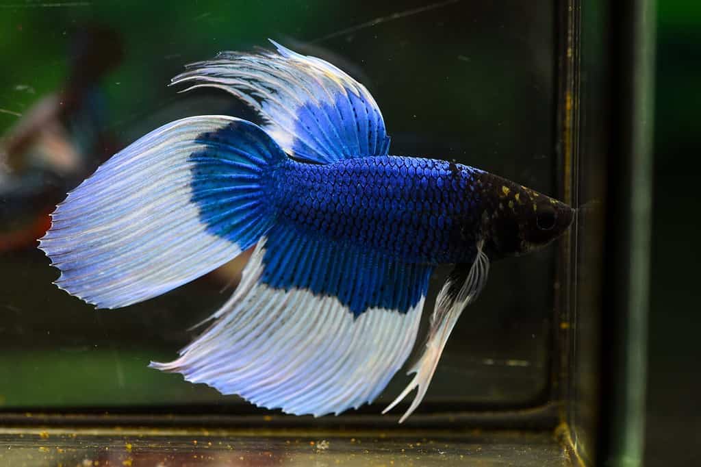 Blue Butterfly VTM STM Colorful Betta fish .Swimming under water in clear glass tank aquarium, free movement isolated on green background ,3.5 months old age, Popular aquarium fish hobby,