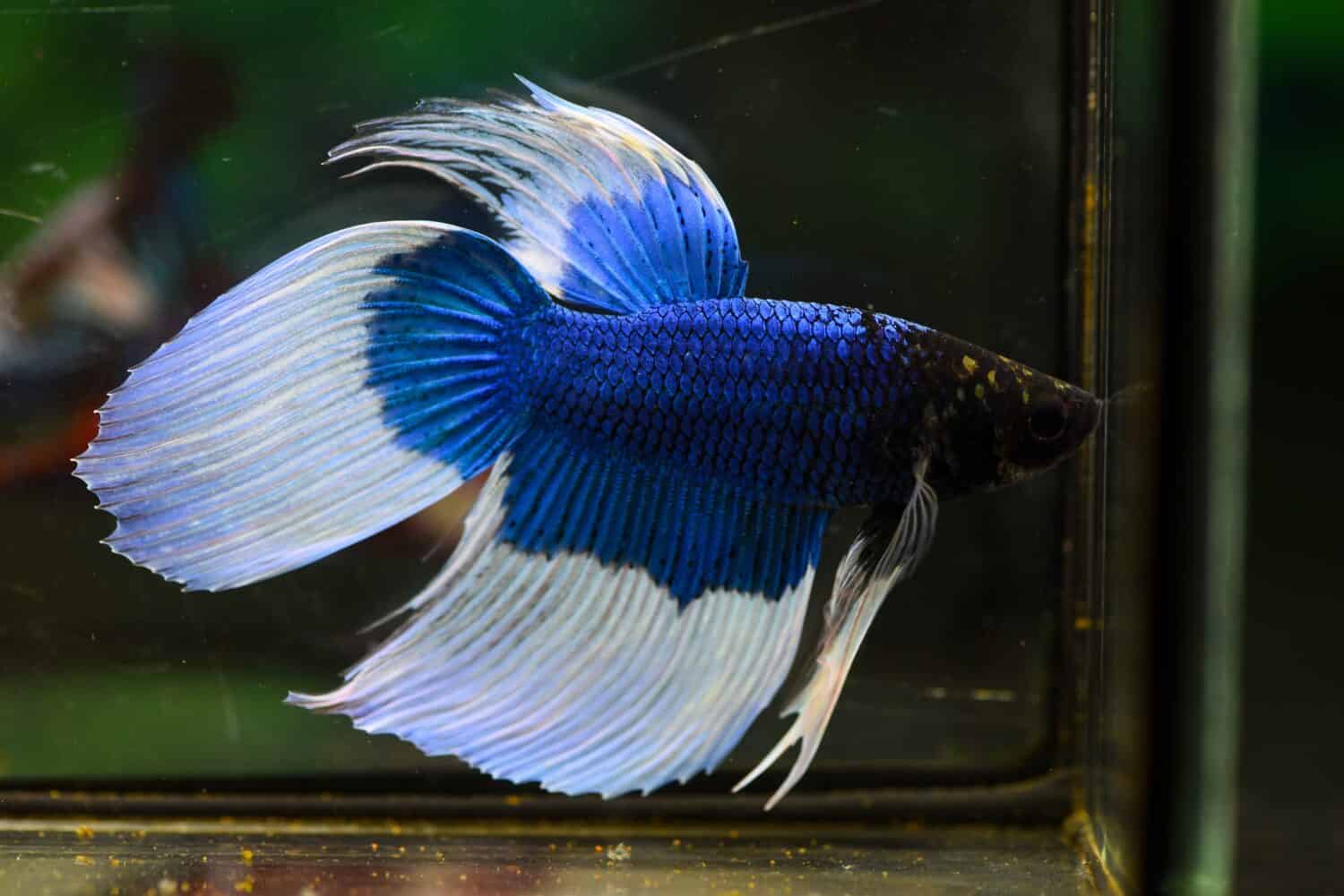 Blue Butterfly VTM STMColorful Betta fish .Swimming under water in clear glass tank aquarium, free movement isolated on green background ,3.5 months old age, Popular aquarium fish hobby,