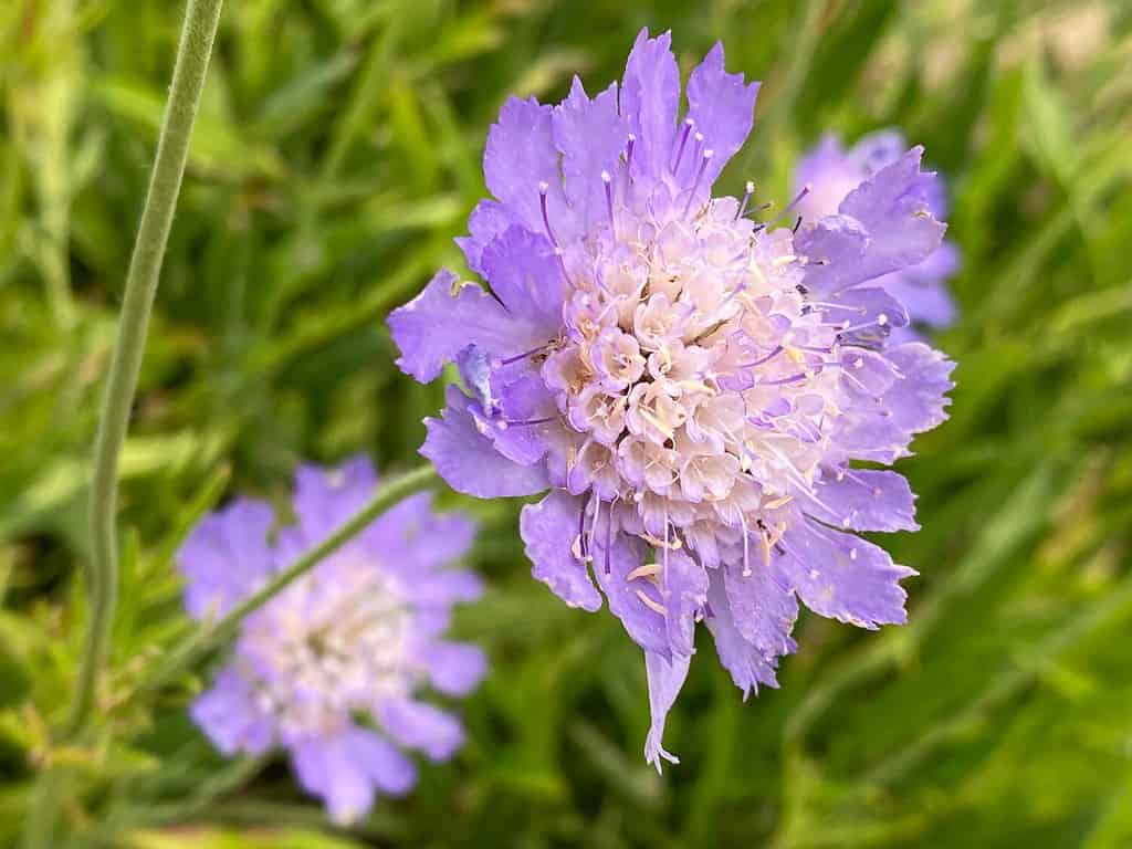 Caucasian pincushion flower (Lomelosia caucasica or Scabiosa caucasica) Pincushion-flower, Caucasian scabious, Garten-Skabiose or Kavkaska zvjezdoglavka
