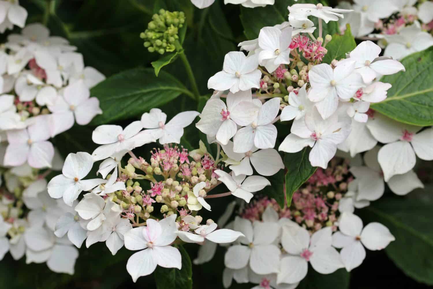 Lacecap Hydrangea macrophylla flowers with pink inner florets and white outer florets with a blurred background of leaves.