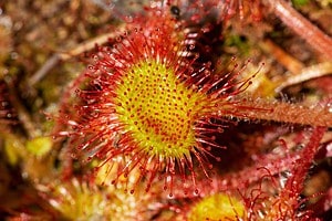 Propagating a Sundew Plant: How to Grow a Carnivorous Plant From Seed Picture