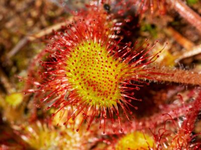 A Propagating a Sundew Plant: How to Grow a Carnivorous Plant From Seed