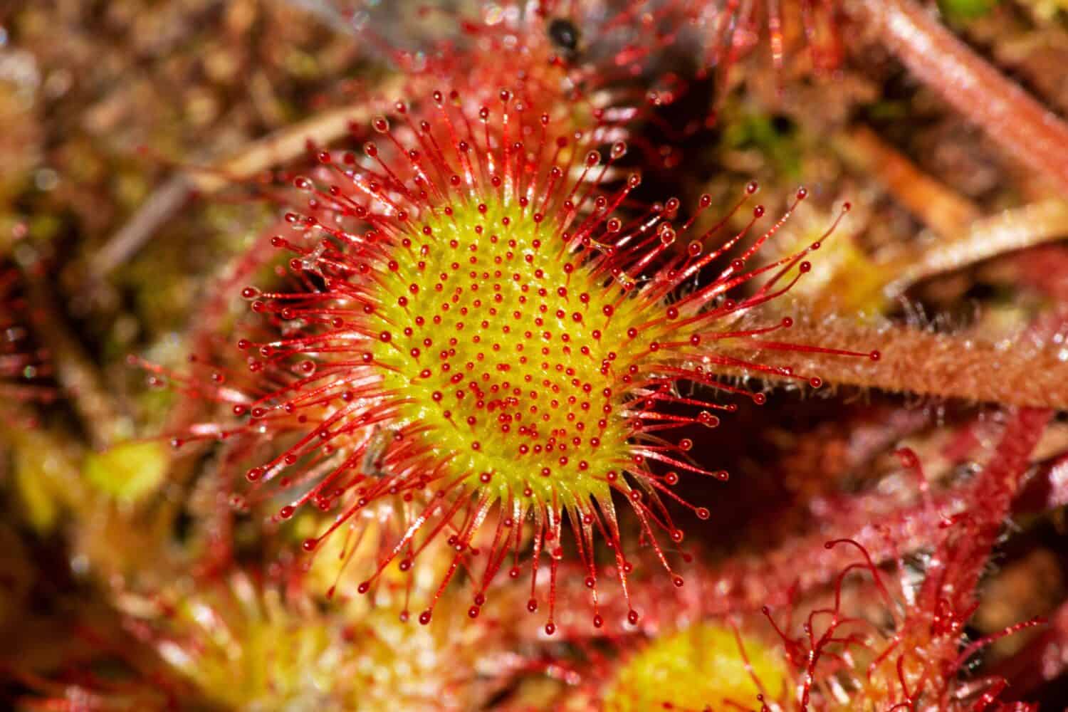Closeup of a red, insectivorous sundew leaf, Drosera rotundifolia, with sticky, clasping glandular hairs in a swamp at Morey Pond in Wilmot, New Hampshire.