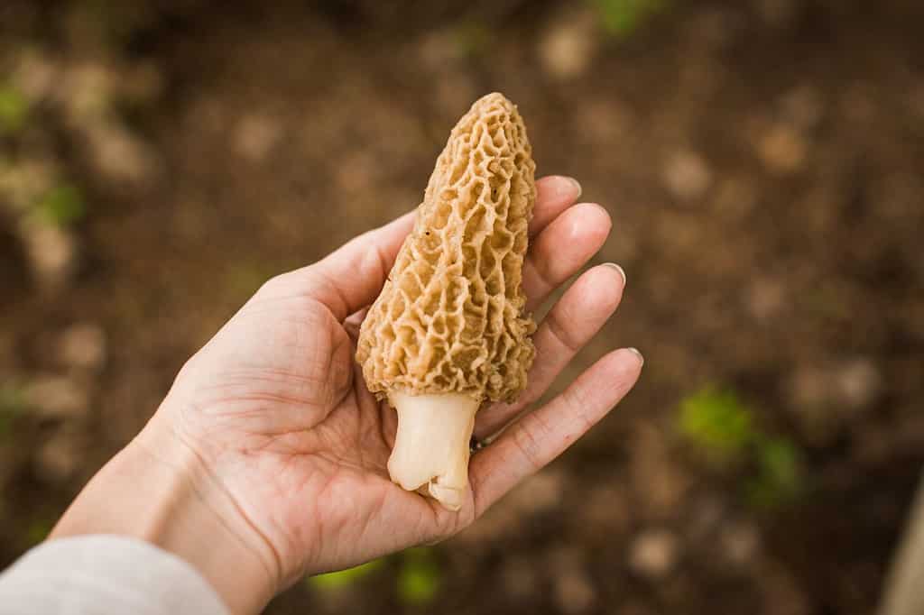 Freshly foraged morel mushrooms in spring