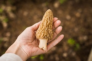 Discover 3 Types of Morel Mushrooms Picture