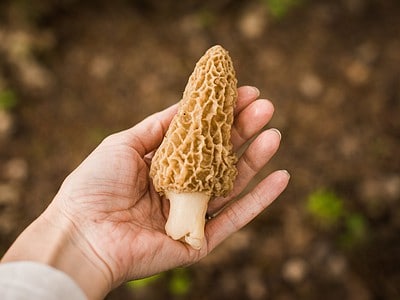 A Discover 3 Types of Morel Mushrooms