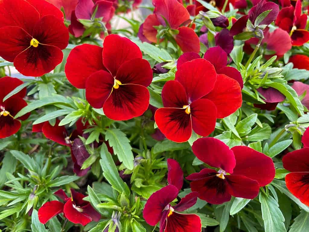 Decorative spring flowers viola cornuta in vibrant red color close up, floral wallpaper background with red pansies