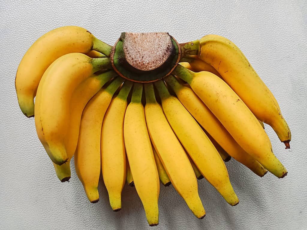 Lady finger bananas (also known as sugar bananas, fig bananas, or date bananas) are diploid cultivars of Musa acuminata. They are small, thin skinned, and sweet.