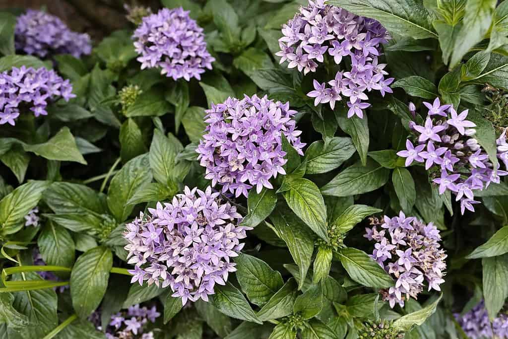 purple flower of Star Cluster Pentas lanceolata