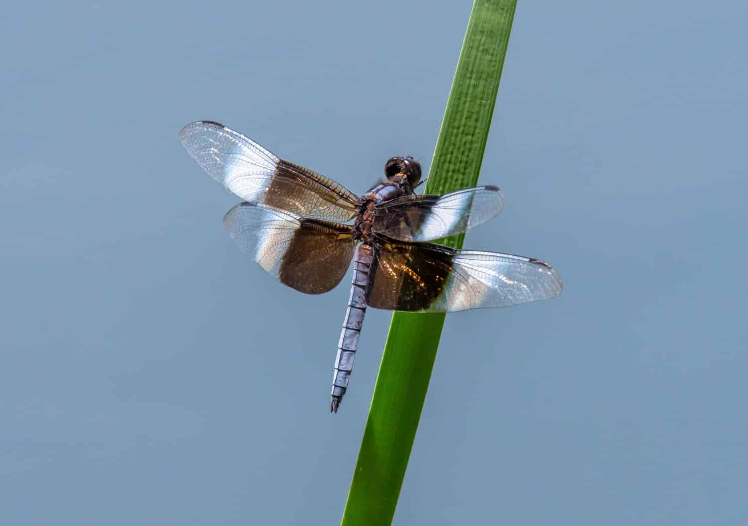 A beautiful Widow Skimmer dragonfly perched on shoreline vegetation near a Front Range of Colorado wetland.