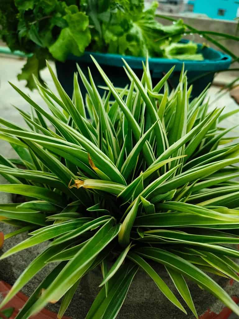 Spider plant, This clump-forming, perennial, herbaceous plant, native to coastal areas of South Africa, has narrow, strap-shaped leaves arising from a central point. The leaves may be solid green or v