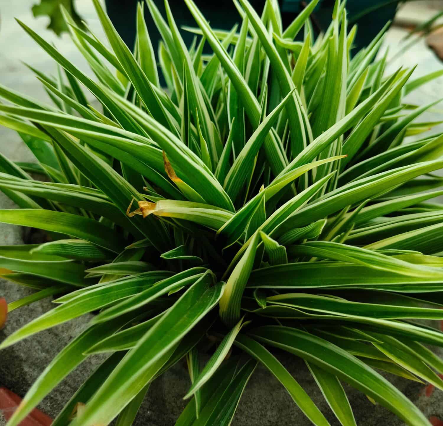 Spider plant, This clump-forming, perennial, herbaceous plant, native to coastal areas of South Africa, has narrow, strap-shaped leaves arising from a central point. The leaves may be solid green or v