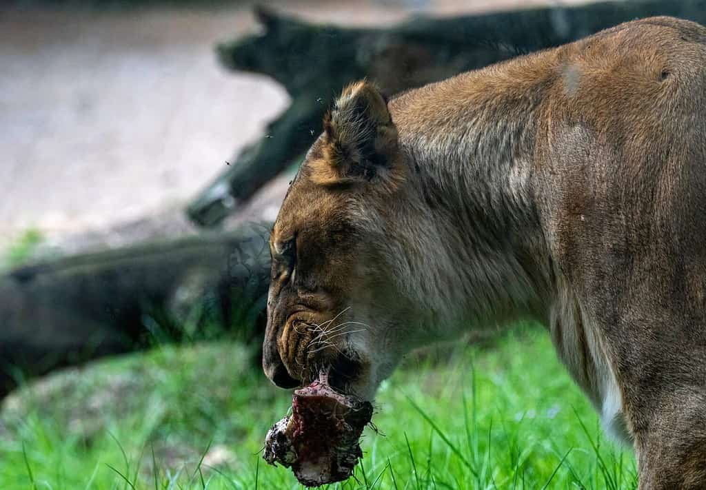 female lion also known as lioness eating bone