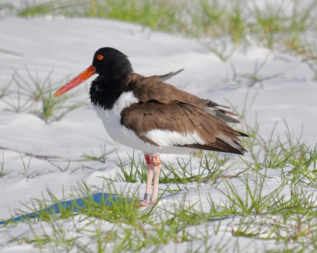 Banded American Oystercatcher (Haematopus palliatus) looking out over its territory. Fort Desoto Park St. Petersburg, Florida April 18th, 2023