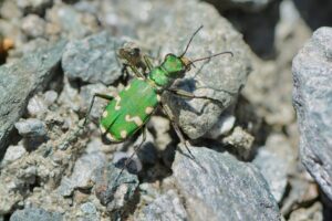 The 8 Rarest Insects Still Crawling Around The World - A-Z Animals