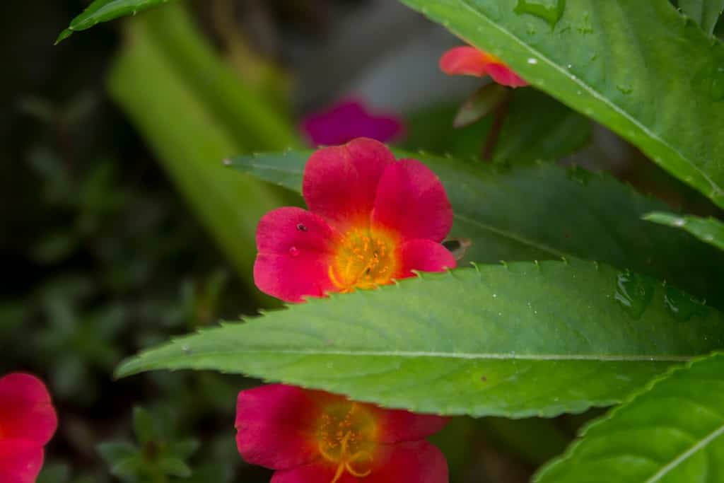 A species of rose native to Europe and West Asia is called Rosa rubiginosa (sweet briar, sweetbriar rose).