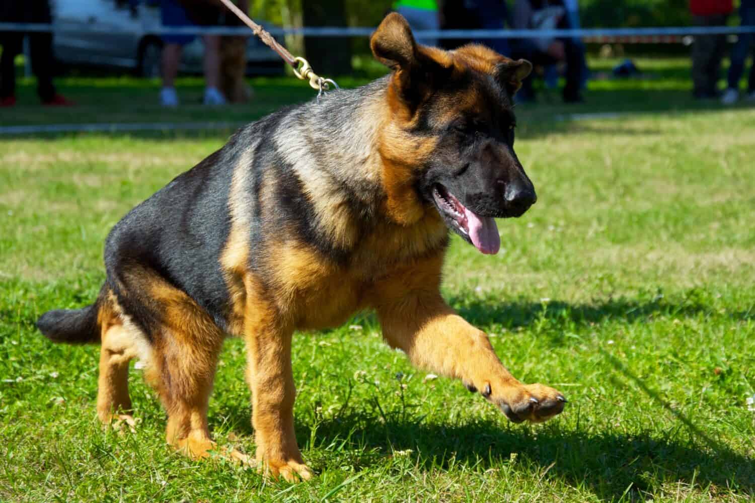 One of the most common German shepherd health problems affect the hips.