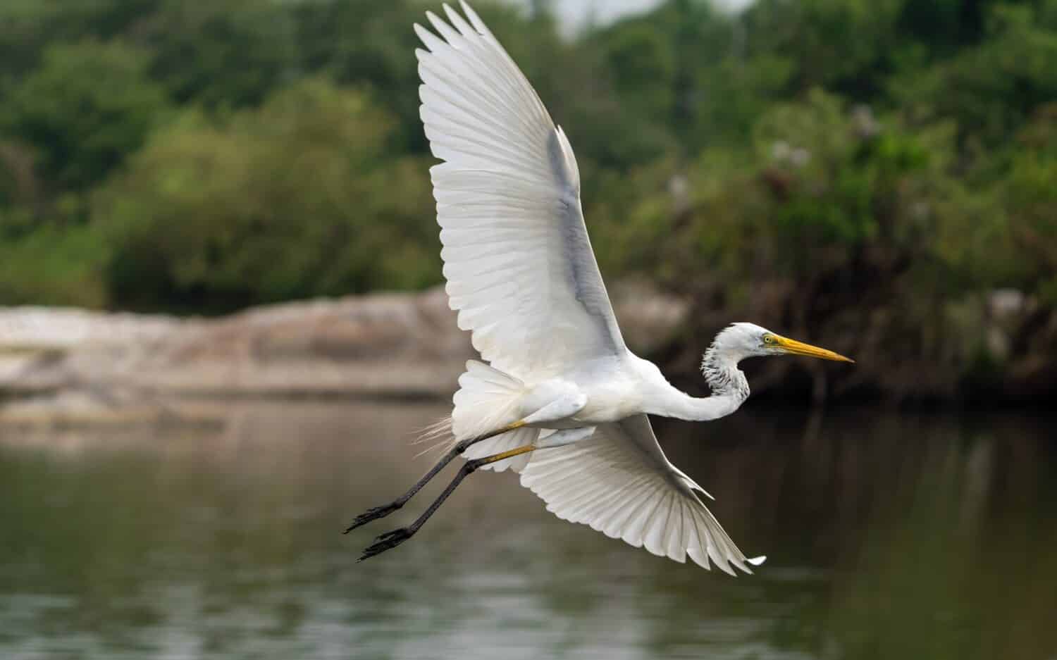 Great egret (Ardea alba) also known as the common egret