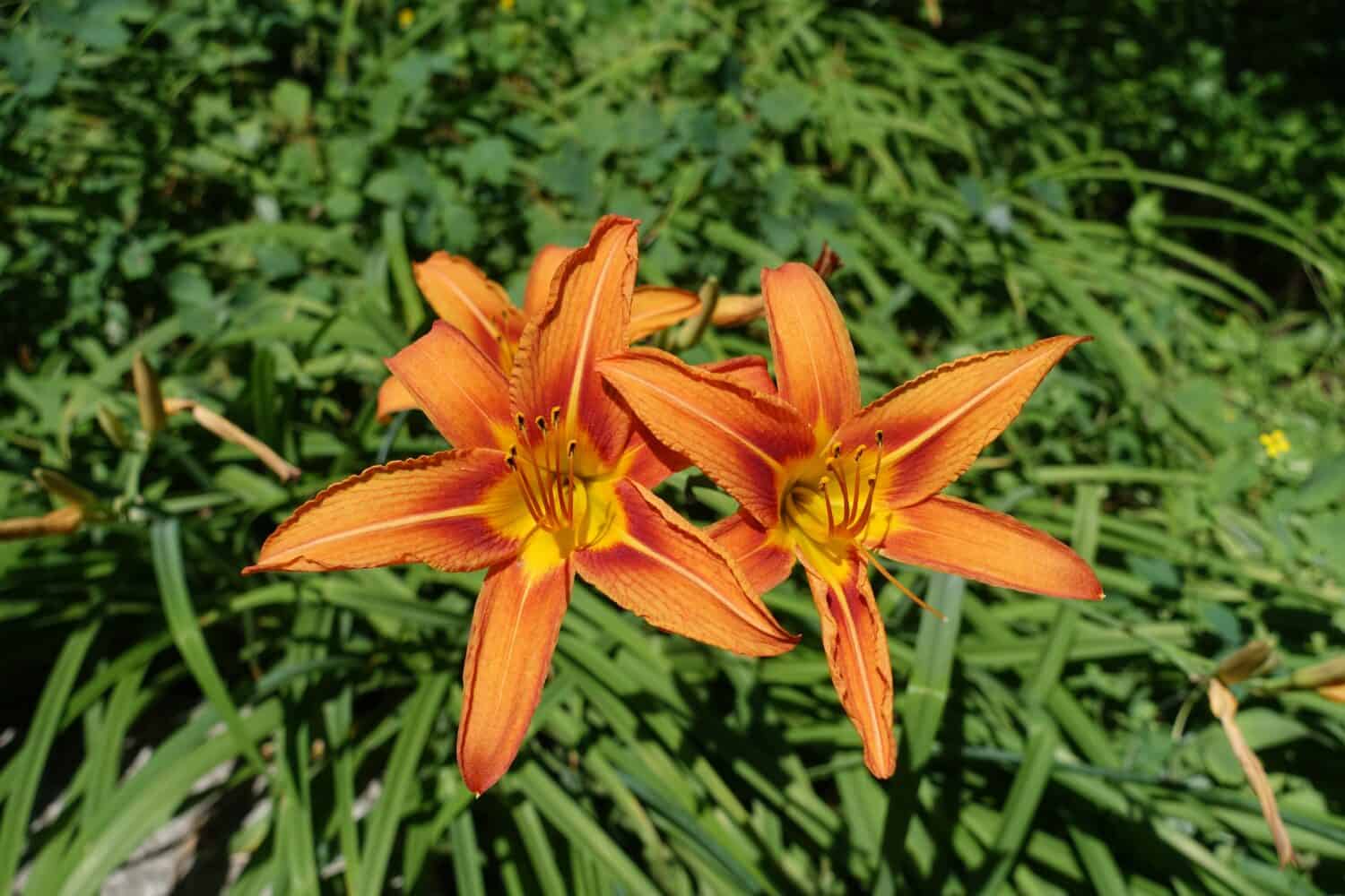 3 bright orange flowers of common daylily in June