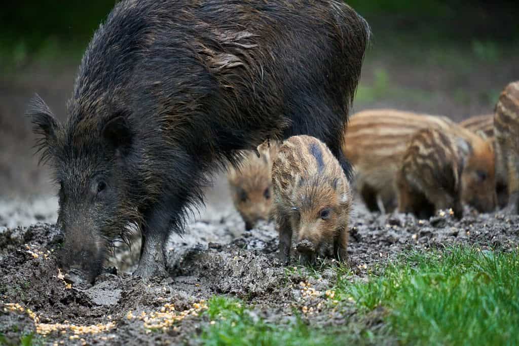 A herd of wild hogs (feral pigs) of all ages, rooting in the forest, after sunset